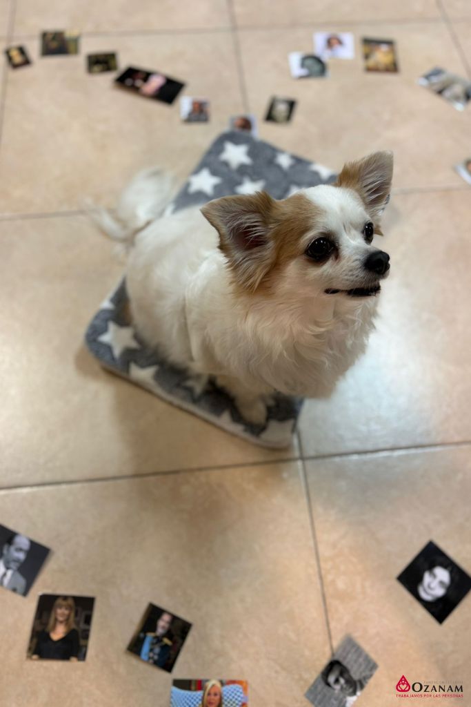 Ozanam Santa Teresa terapia canina (1)